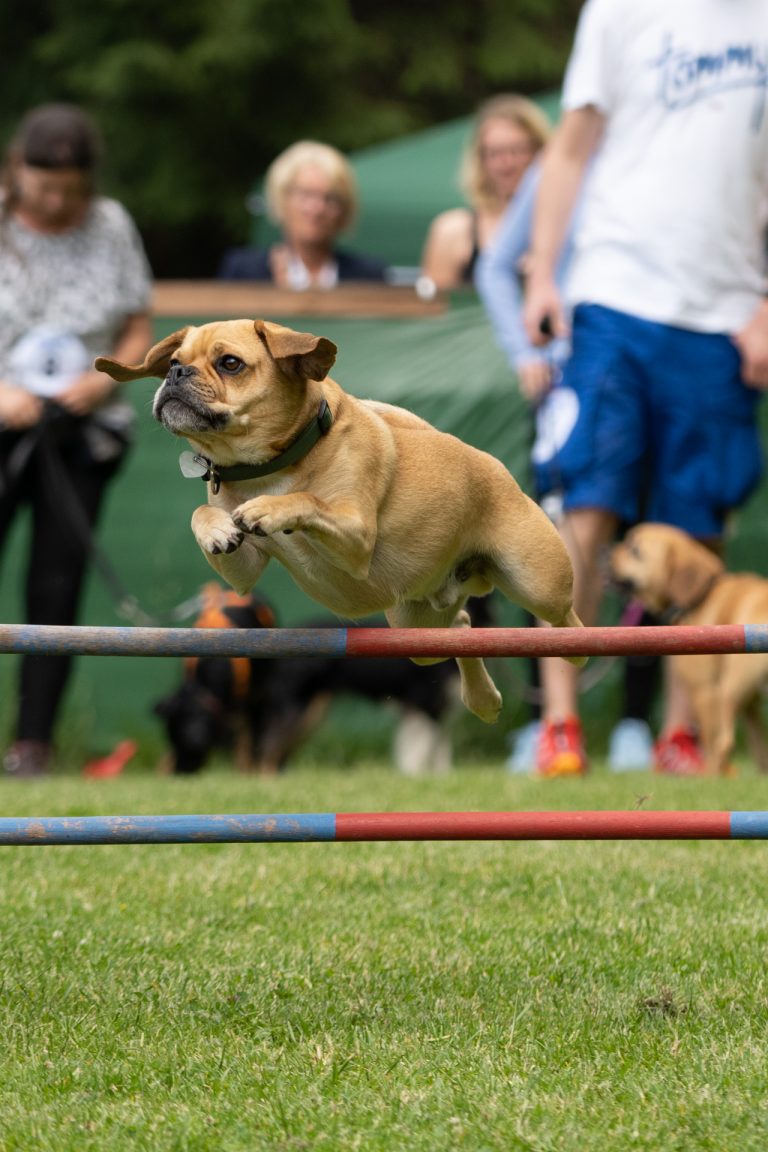 Die Tonnenhopser Spaß und Sport Rund um den Hund